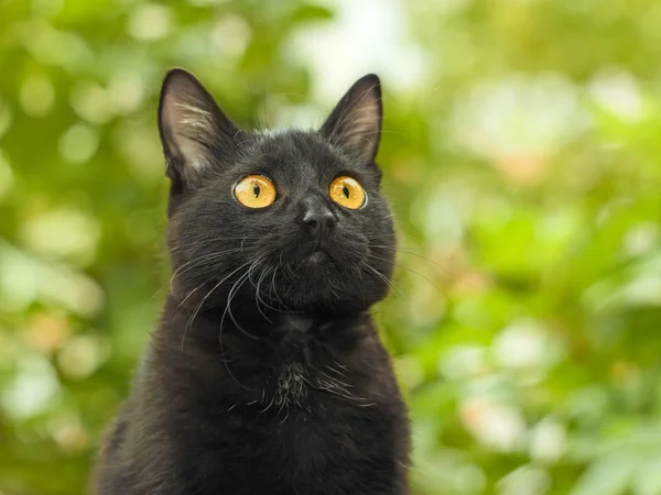 Mèo đen vào nhà là điềm gì, dự báo điềm tốt hay xấu sắp tới?