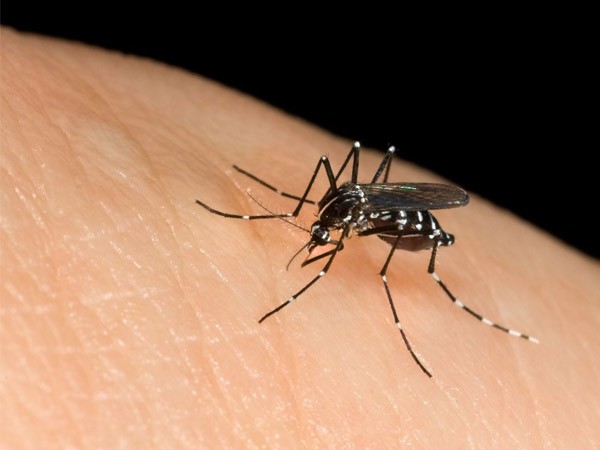 Tìm hiểu ý nghĩa giấc chiêm bao thấy con muỗi số mấy, dự báo may mắn hay tai họa sắp tới?