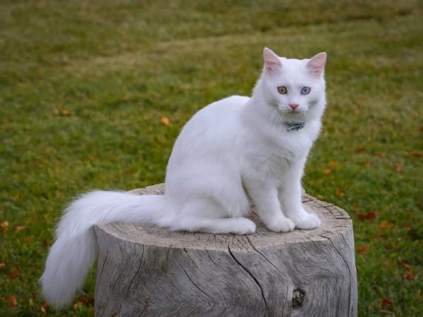Mơ thấy mèo trắng – Giải mã giấc mơ và con số tài lộc