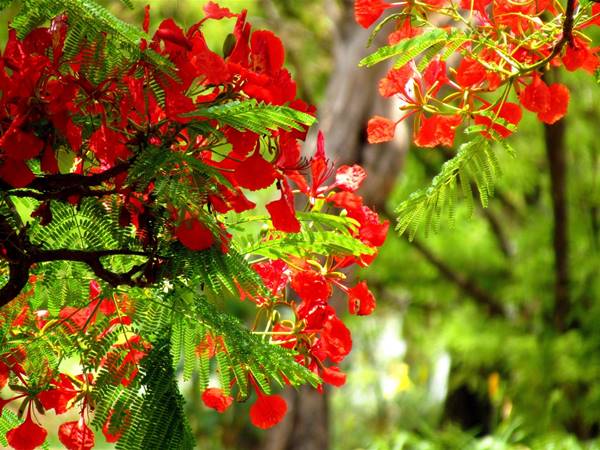 mơ thấy hoa phượng đỏ