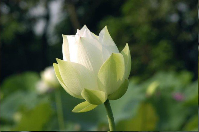 Giải mã ý nghĩa giấc mơ thấy hoa sen