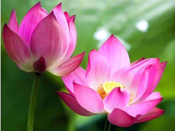 mơ thấy hoa sen