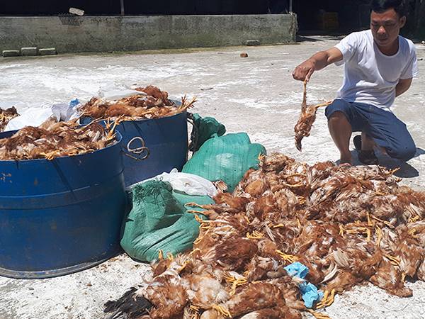Mơ thấy gà chết đánh ngay số mấy, có phải điềm gở?