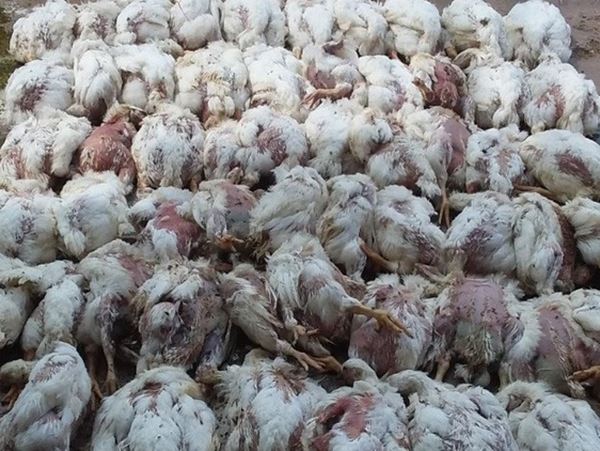 Mơ thấy gà chết đánh ngay số mấy, có phải điềm gở?