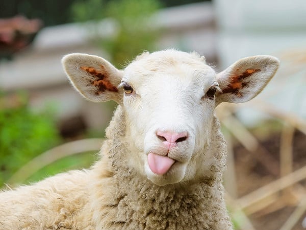 Mơ thấy con cừu may hay rủi đánh con gì ăn chắc phần thắng?