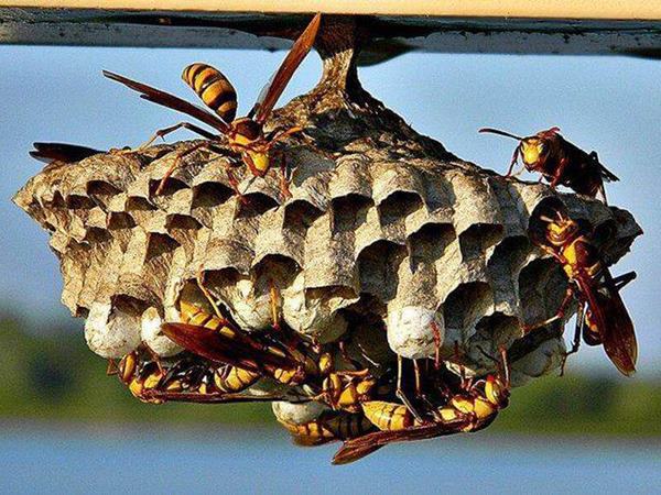 Đi đường gặp tổ ong đánh số mấy đắc tài, điềm báo gì?