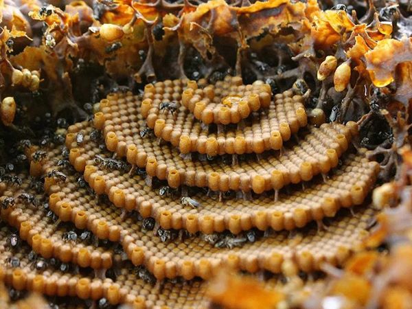 Đi đường gặp tổ ong đánh số mấy đắc tài, điềm báo gì?