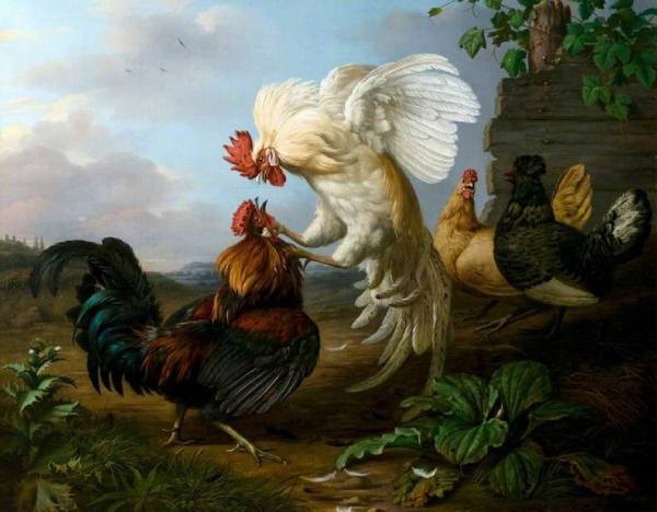 Giải mã điềm báo giấc mơ thấy gà