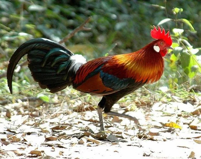 mơ thấy con gà