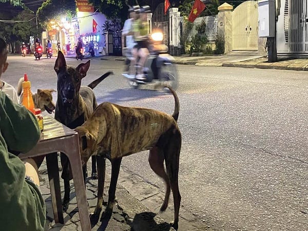 Đi đường gặp chó đánh số mấy theo số lượng chó