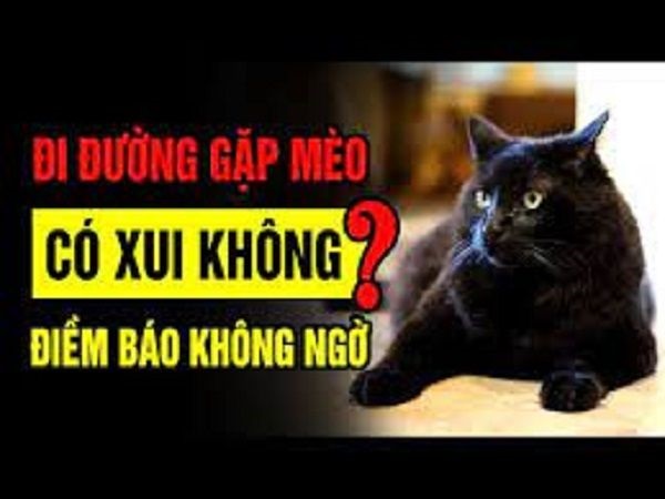 Gặp mèo khi đi đường là tốt hay xấu