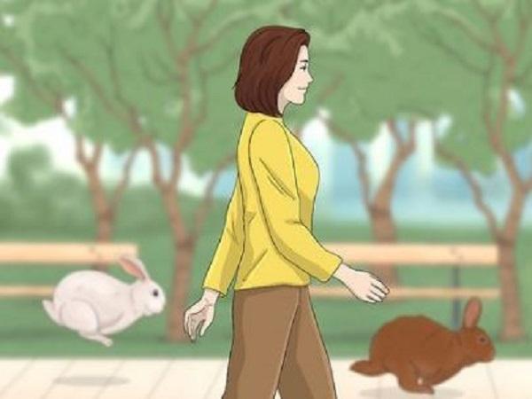 Con số may mắn khi đi đường gặp Thỏ