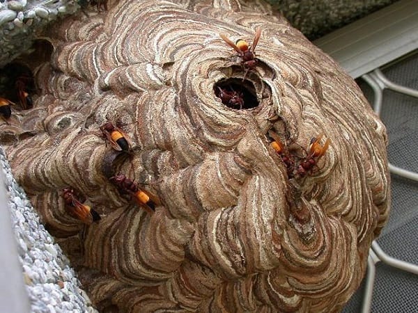 Kích thước và tình trạng khi nhìn thấy tổ ong