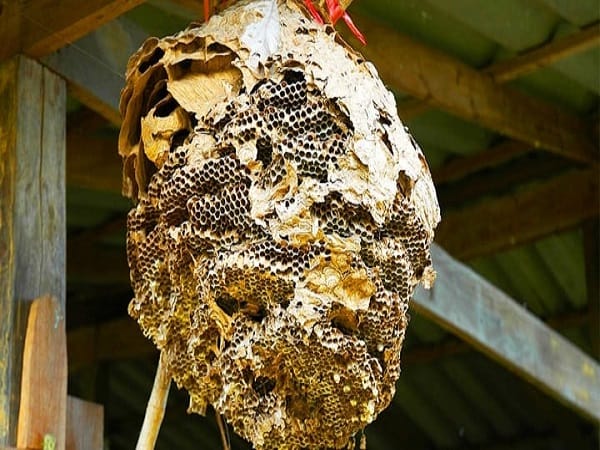 nhìn thấy tổ ong trước nhà