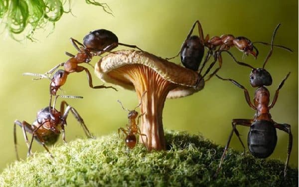 Bắt gặp con kiến trên đường điềm báo tốt hay xấu?