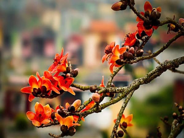 Nhìn thấy hoa gạo ở đình, chùa hoặc nơi linh thiêng