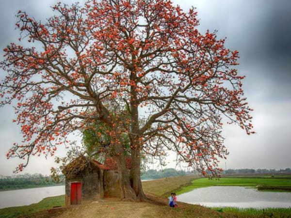 Ý nghĩa phong thủy của cây hoa gạo