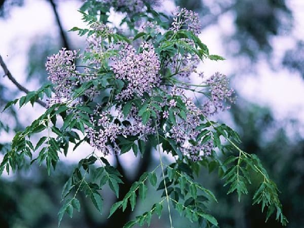 Tình huống thấy hoa xoan gần nhà