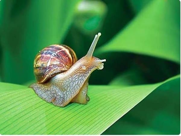 Tình huống trông thấy con ốc sên chọn số này tài lộc