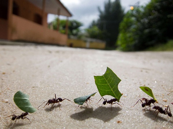 Đi đường thấy đàn kiến