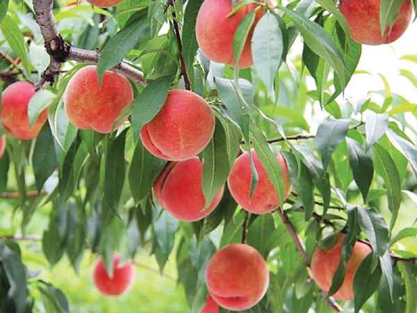 Luận giải ý nghĩa giấc mơ thấy quả đào lành hay dữ?
