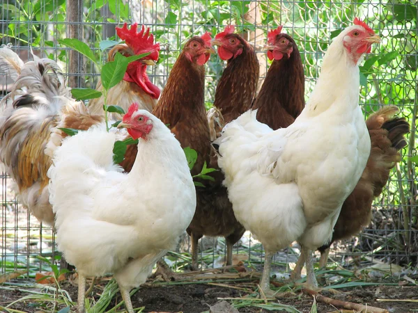 Tiết lộ bí ẩn từ mơ thấy đàn gà báo hiệu hung hay cát?