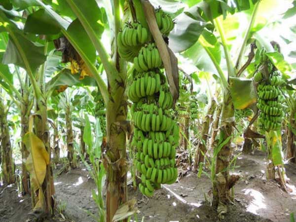 Nằm mơ thấy cây chuối có con số gì may mắn