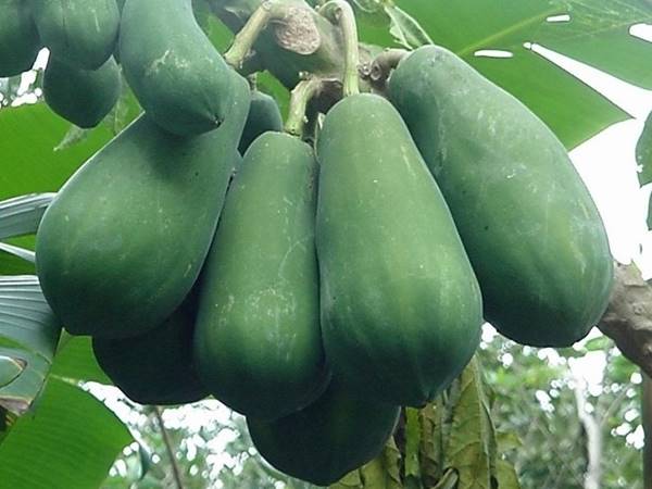 Các trường hợp thường gặp khi mơ thấy quả đu đủ xanh 2