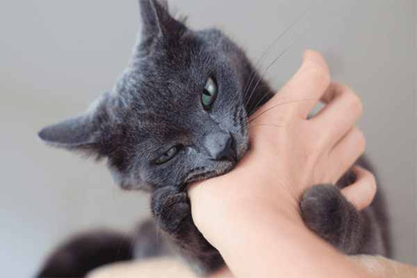 Mơ thấy mèo cắn mình nhưng không đau