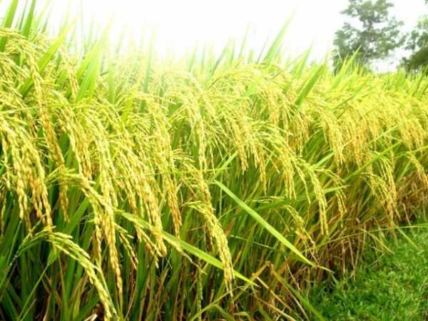 Nằm mộng thấy cây lúa có tín hiệu gì trong cuộc sống
