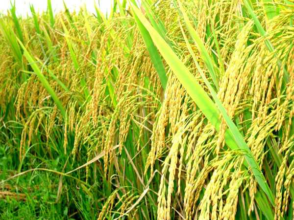 Nằm mộng thấy cây lúa có tín hiệu gì trong cuộc sống