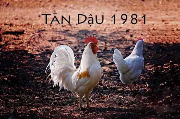Tuổi Tân Dậu 1981 hợp với số nào để phát tài vượng lộc?