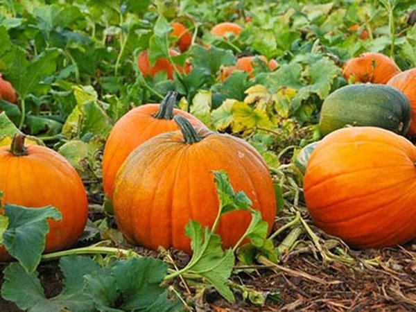 Giải mã điềm báo khi nằm mơ thấy quả bí ngô
