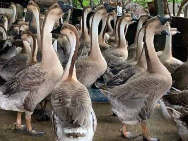 Giải mã giấc mơ thấy đàn ngỗng và điềm báo tài lộc