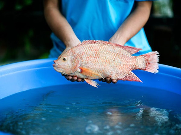 Ngủ mơ thấy cá diêu hồng có phải tài lộc sắp đến?