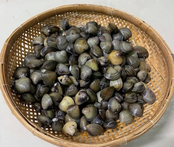 Ngủ mơ thấy con hến có liên quan đến tài lộc không?