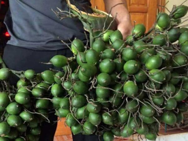 Nằm mơ thấy quả cau xanh thể hiện điềm báo gì đặc biệt?