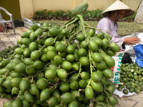 Nằm mơ thấy quả cau xanh thể hiện điềm báo gì đặc biệt?