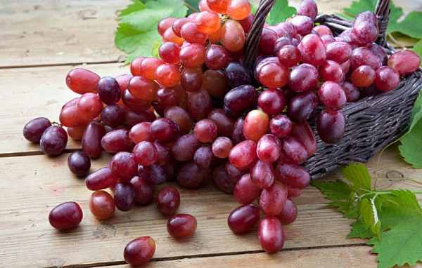 Sự nghiệp nở hoa khi ngủ mơ thấy quả nho đúng không?