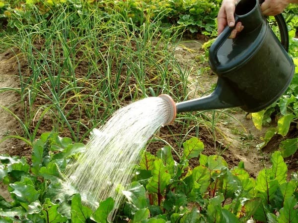 Luận giải giấc mơ thấy tưới cây là điềm lành hay dữ?