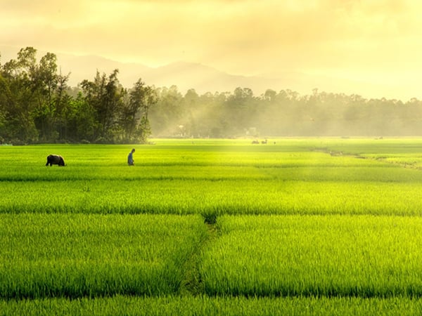 Chi tiết ý nghĩa giấc mơ thấy cánh đồng lúa là điềm gì?