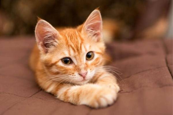 Có thật số may mắn tuổi Mão 22/8/2025 mang tài lộc?