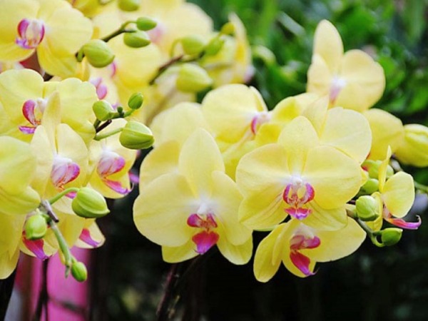 Nằm mơ thấy hoa phong lan báo hiệu điềm gì?