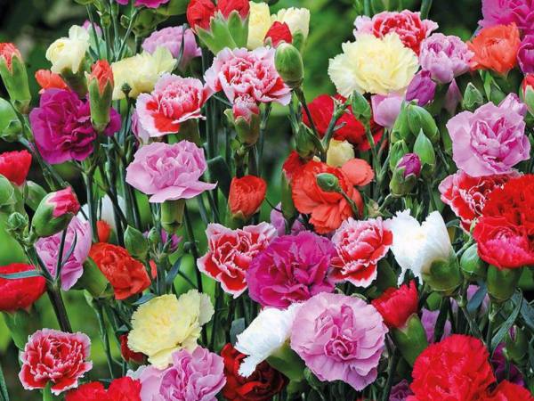 Giải mã điềm báo tâm linh khi ngủ mơ thấy hoa cẩm chướng