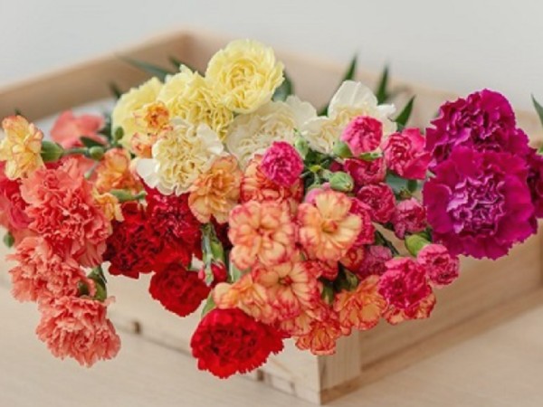 Giải mã điềm báo tâm linh khi ngủ mơ thấy hoa cẩm chướng