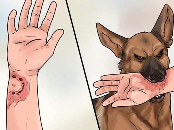 Ý nghĩa nằm mơ thấy chó cắn và các con số tài lộc