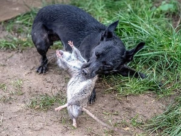 Giải mã ý nghĩa giấc mơ thấy chó bắt chuột chuẩn tâm linh
