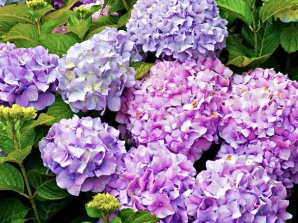 Mộng mị thấy một bó hoa cẩm tú cầu rực rỡ tươi mới