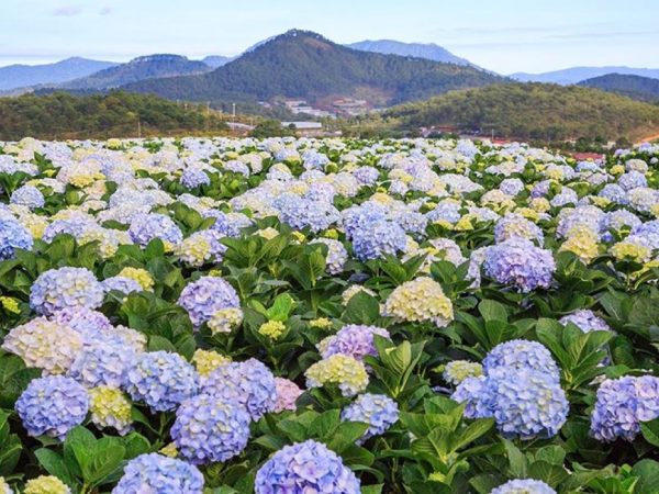 Mơ thấy hoa cẩm tú cầu màu xanh dương