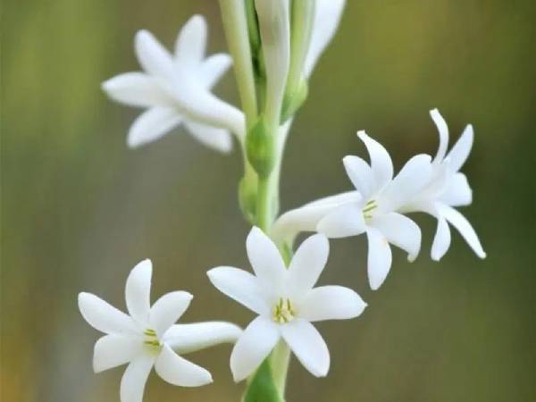 Mơ thấy hoa huệ trắng: Liệu có phải dấu hiệu may mắn?